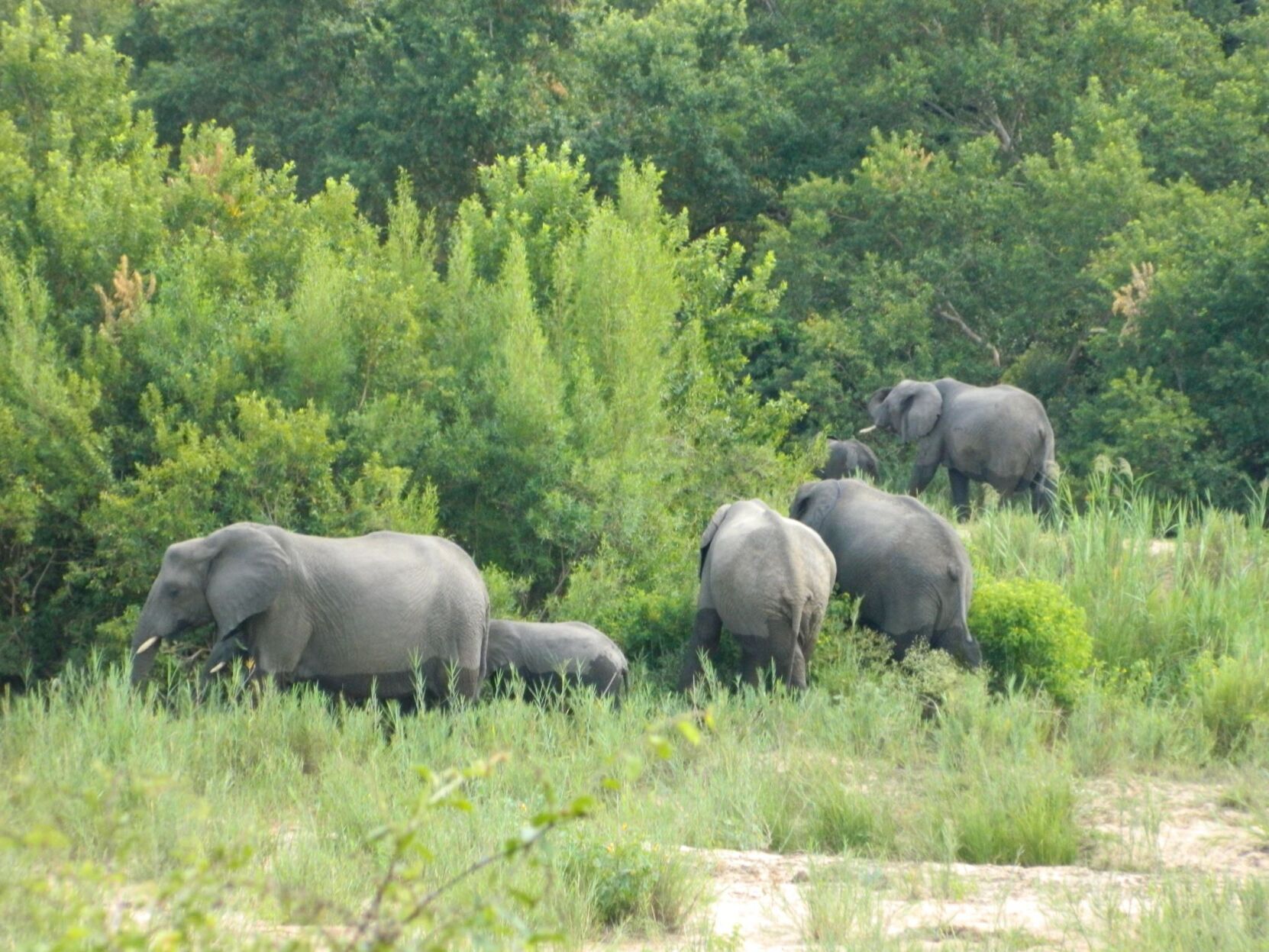Elephant herd in South Africa